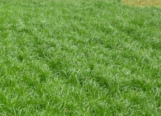 一年生黑麥草種植技術(shù)與播種方法