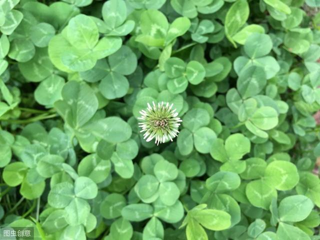 白三葉草優(yōu)點(diǎn)有哪些，觀賞性怎么樣
