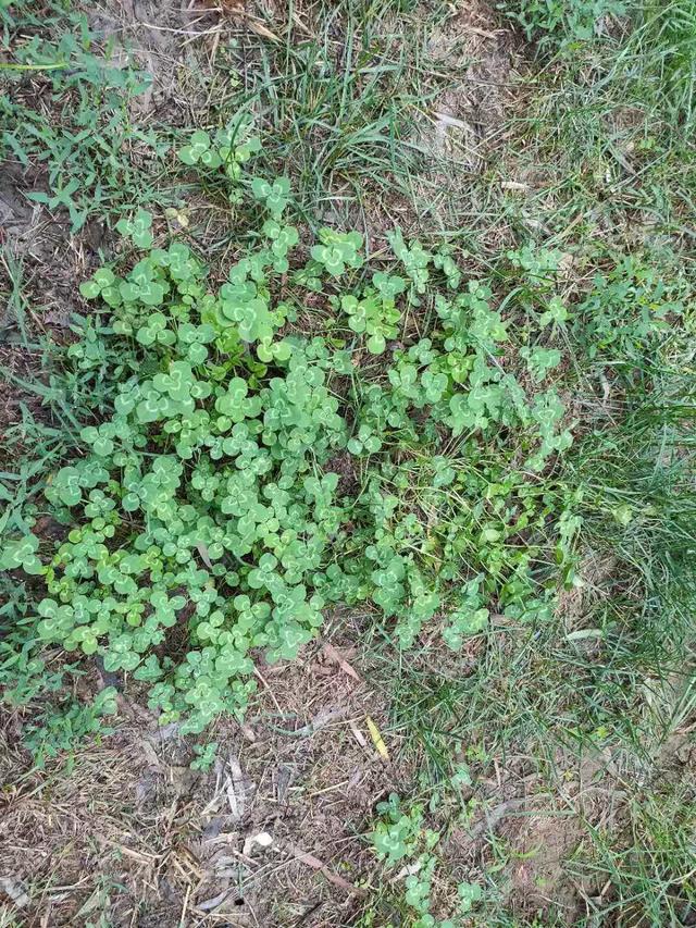 怎么樣防除草坪中白花三葉草，有什么好的方法