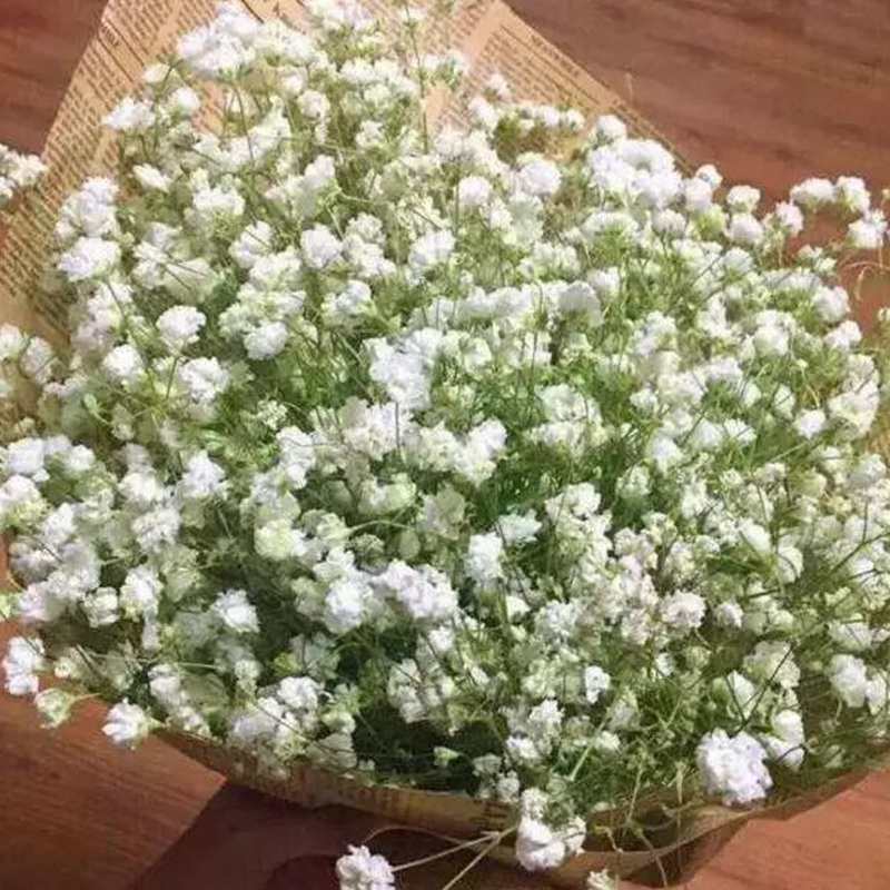 霞草
