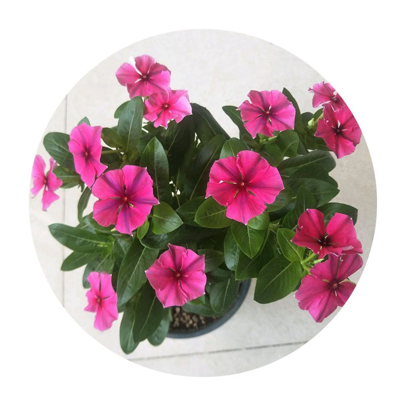 長(zhǎng)春花
