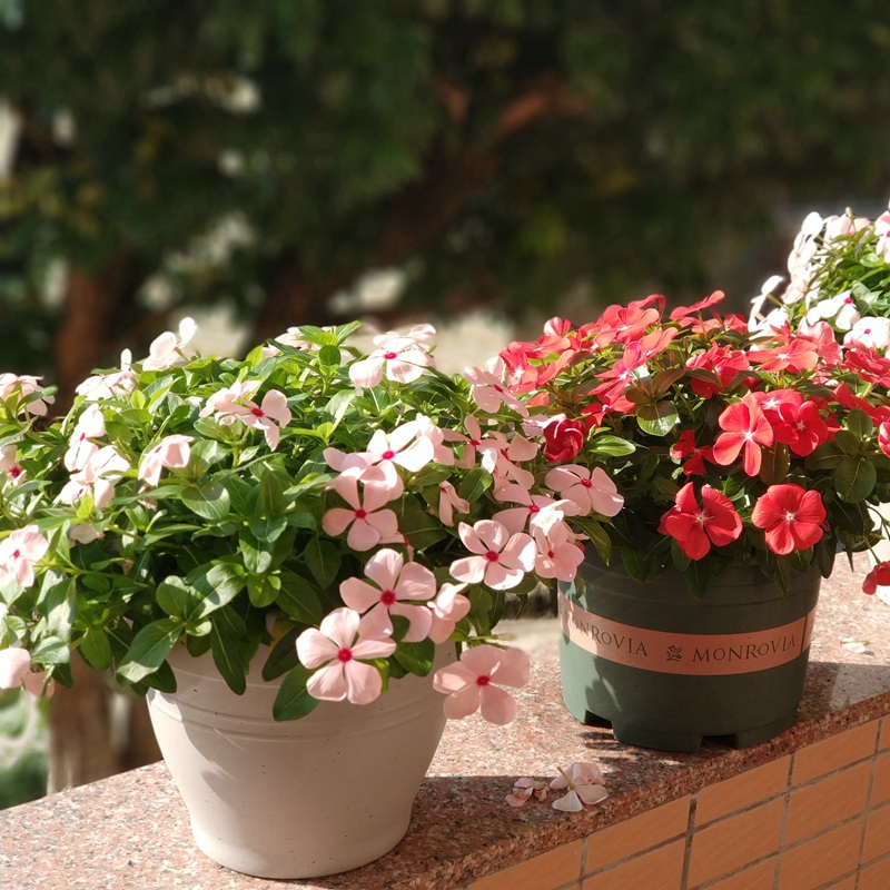 長(zhǎng)春花