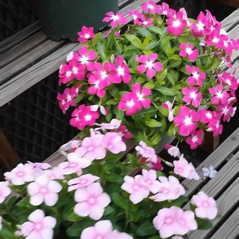 長(zhǎng)春花