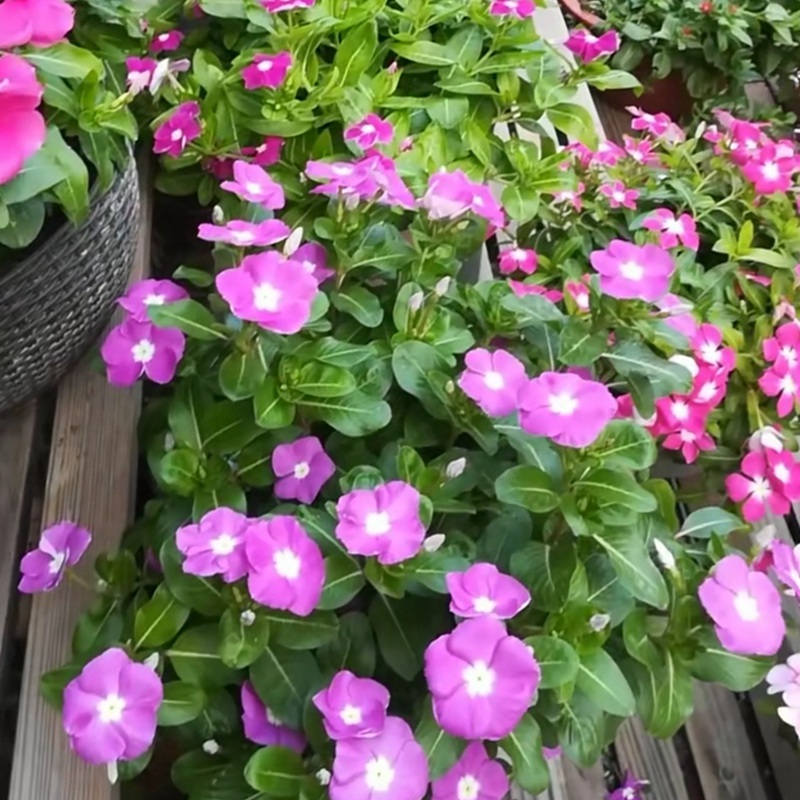 長(zhǎng)春花