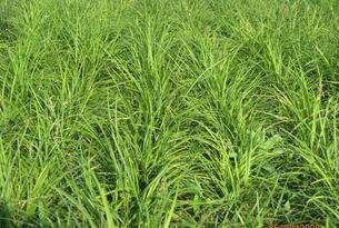 野牛草種植這幾個(gè)步驟一定要掌握好，種植就比較簡單