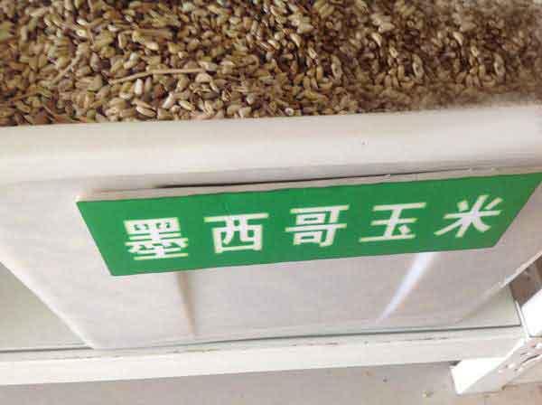 墨西哥玉米草種子種植技術，掌握好才能順利養(yǎng)殖