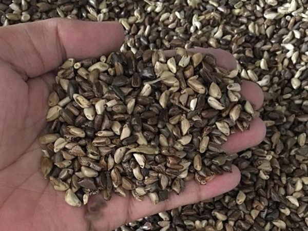 種植墨西哥玉米有這幾個(gè)要點(diǎn)，掌握好這幾個(gè)要點(diǎn)獲得高產(chǎn)量