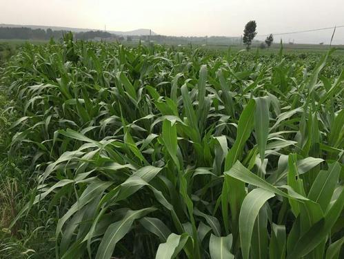 墨西哥玉米草有這些優(yōu)勢(shì)，你懂嗎