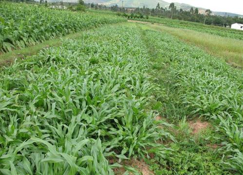 優(yōu)質(zhì)牧草墨西哥玉米草適合在哪里種植比較好