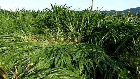 有一種草叫墨西哥玉米草，最適合農(nóng)村養(yǎng)殖戶種植