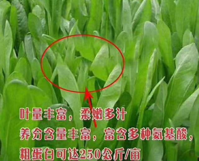 牧草菊苣是多年生嗎？種植方法是什么？