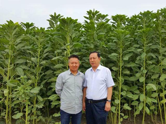 籽粒莧的飼用價值和種植方法管理技術(shù)