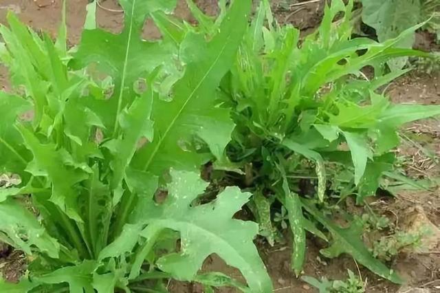 苦荬菜怎樣種植效果好？怎么種植可以高產(chǎn)量