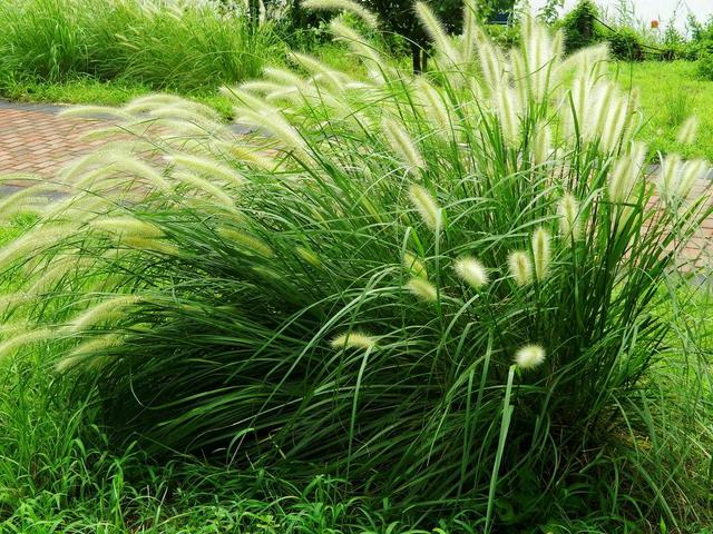 狼尾草種植技術(shù)是什么，有什么需要注意的