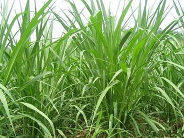 養(yǎng)殖用牧草種子播種量和播種技術(shù)是什么