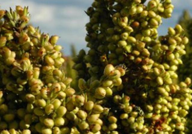 甜高梁種植技巧是什么，如何產(chǎn)量高