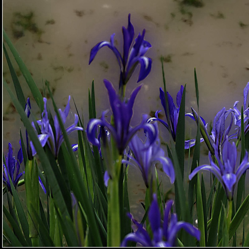馬蘭花