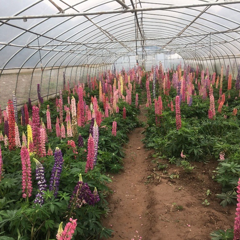 魯冰花