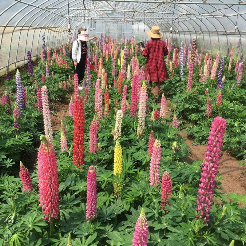 魯冰花