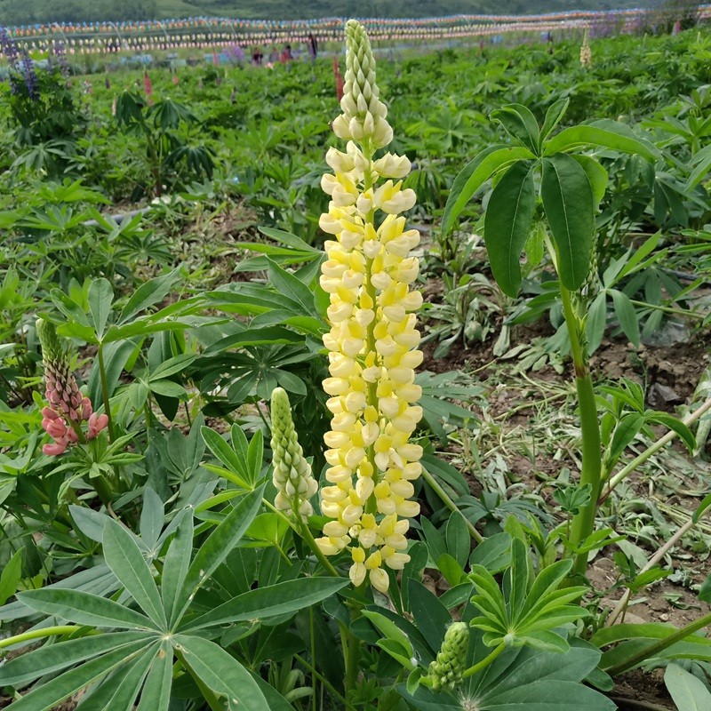魯冰花
