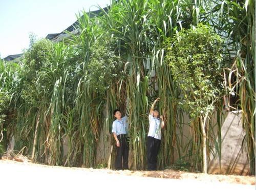 皇竹草的生長環(huán)境要求，種植特點(diǎn)分析