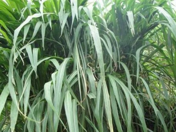 皇竹草種植經(jīng)濟效益有哪些？作用是什么？