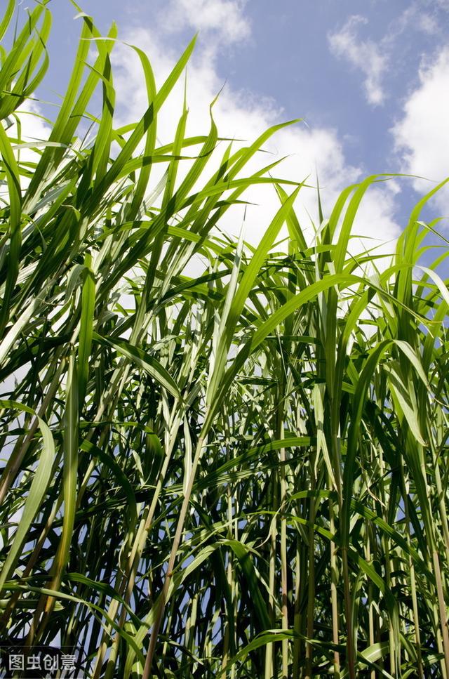 皇竹草該如何種植？多少度下會(huì)被凍死？應(yīng)該注意什么？