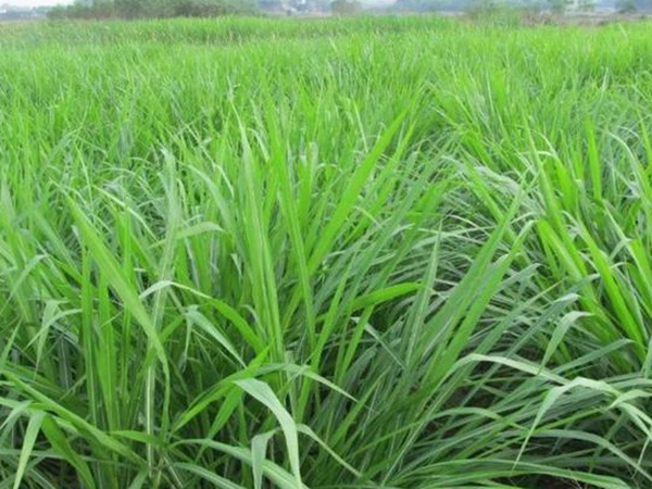 皇竹草養(yǎng)牛，種植皇竹草牧草一畝地可以養(yǎng)殖多少牛？
