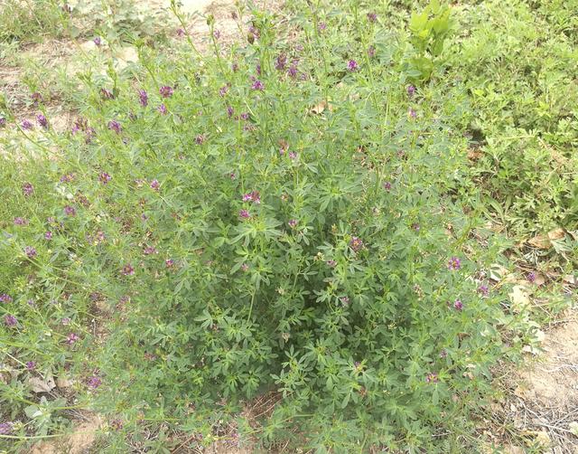 溫帶優(yōu)質牧草——紫花苜蓿