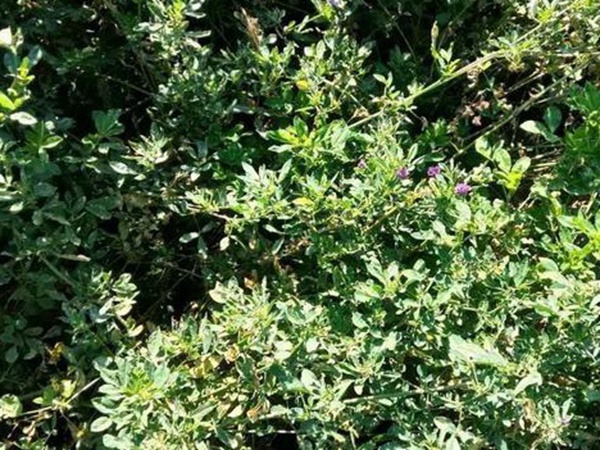 養(yǎng)羊牧草紫花苜蓿種植技術(shù)：怎么做可以高產(chǎn)量
