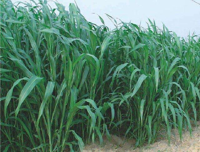 優(yōu)質(zhì)的牧草——蘇丹草，怎么種植可以高產(chǎn)