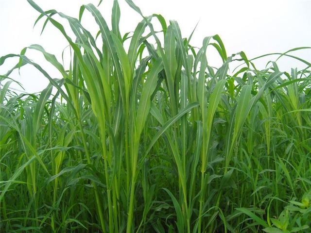 暖季型牧草，蘇丹草種植簡(jiǎn)單介紹