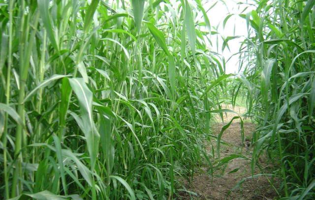 優(yōu)質(zhì)牧草——高丹草，種植高丹草種子如何高產(chǎn)？