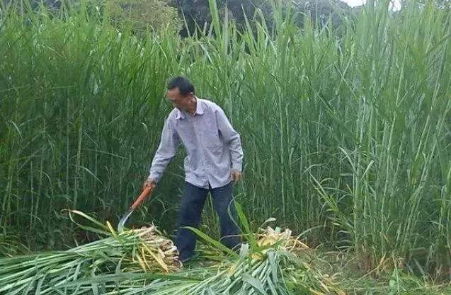 肉牛只喂象草可以嗎？有什么需要？