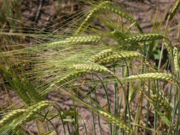 燕麥種植的生長環(huán)境是怎樣的？有什么需要注意的？