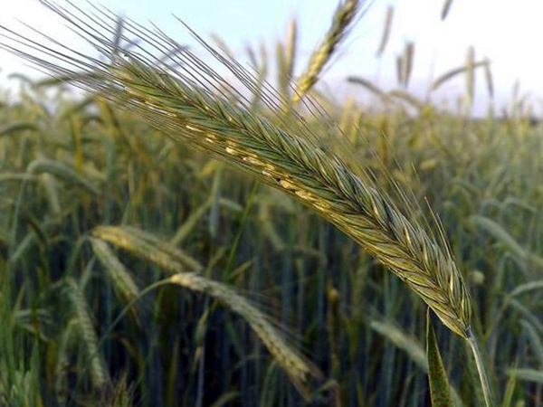燕麥種植的生長環(huán)境是怎樣的？有什么需要注意的？