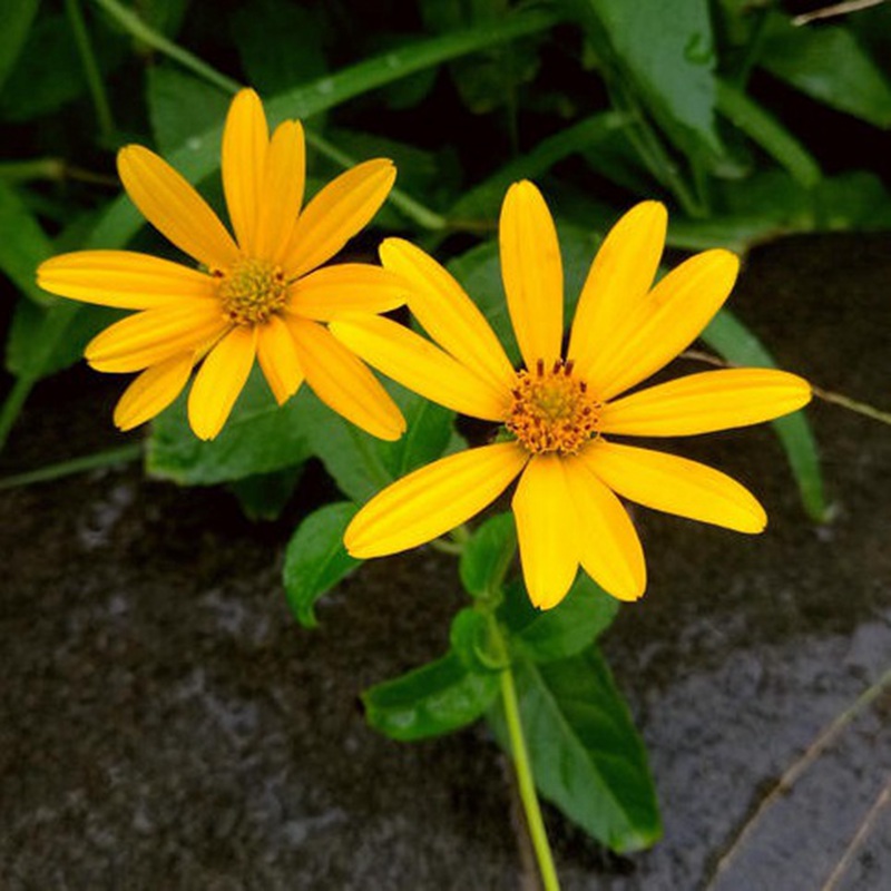 日光菊