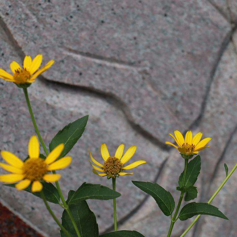 日光菊