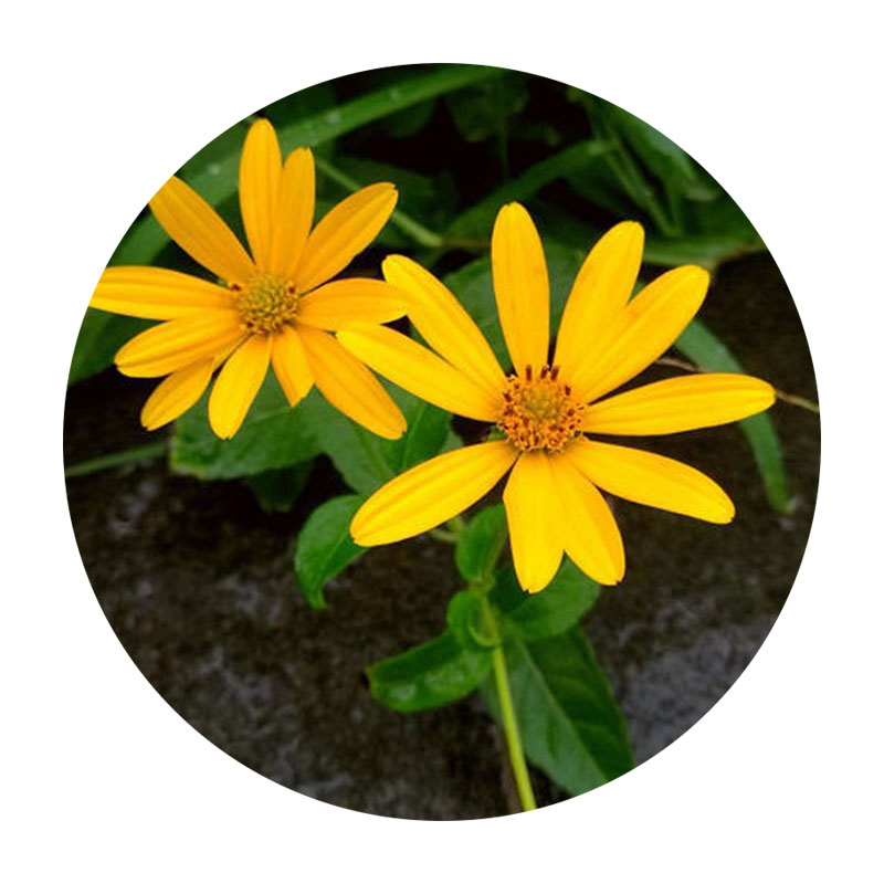 日光菊