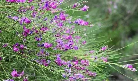 守護(hù)沙漠的花姑娘——花棒形態(tài)特征以及經(jīng)濟(jì)價(jià)值