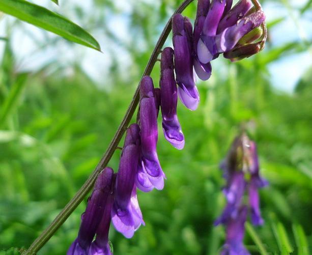 優(yōu)質養(yǎng)蜂蜜源植物、牧草光葉紫花苕的種植技術