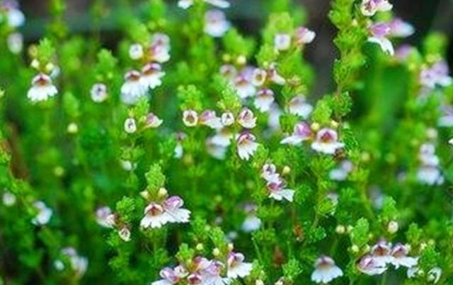 要想小米草種的好，要學(xué)會(huì)種植的技巧與方法