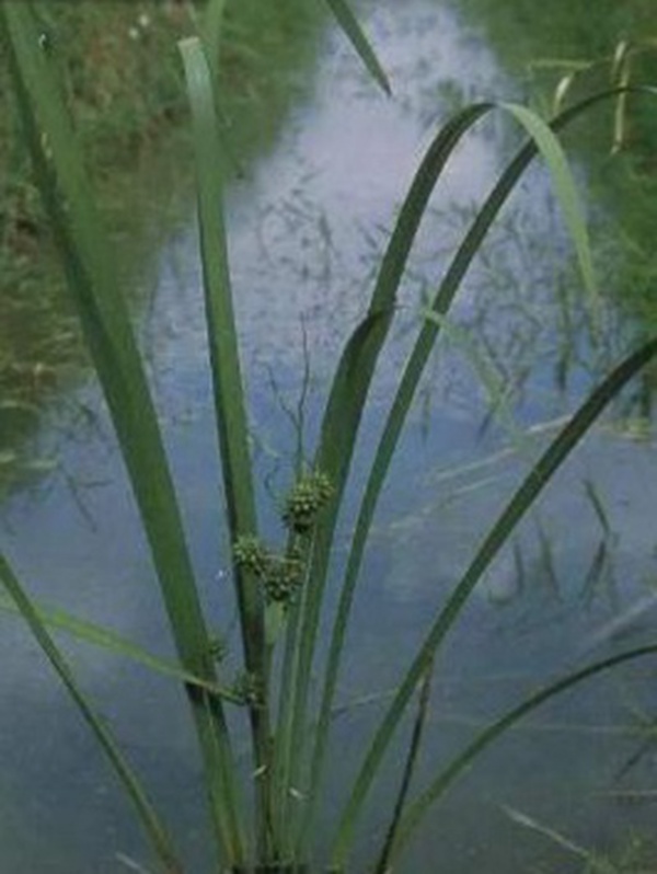 小龍蝦塘種植小米草的優(yōu)點和種植方法