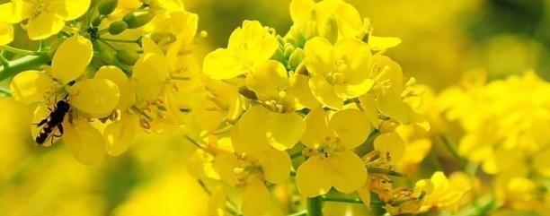 油菜種子如何種，種植方法是什么？
