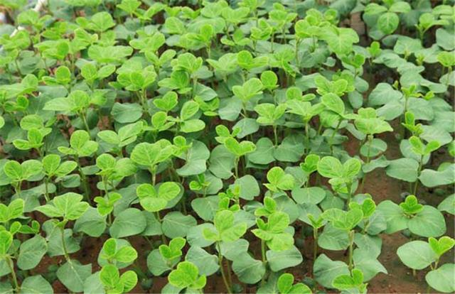 黑豆如何種植？種植方法是什么？有什么需要注意的？