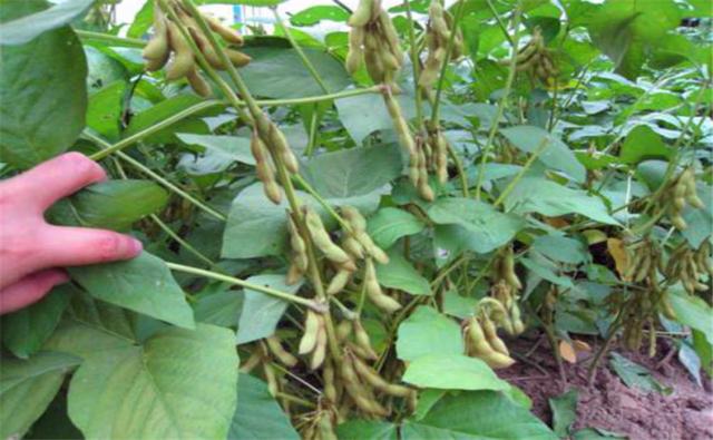 種植黑豆時，掌握技術(shù)方法產(chǎn)量能提升
