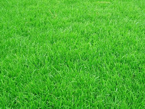 草坪的四季養(yǎng)護(hù)管理技術(shù)與管理方法