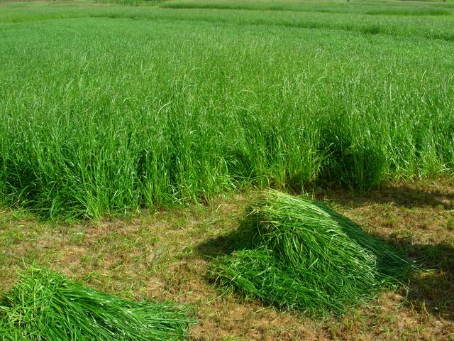 養(yǎng)牛、羊種植什么牧草好？種植如何利用？