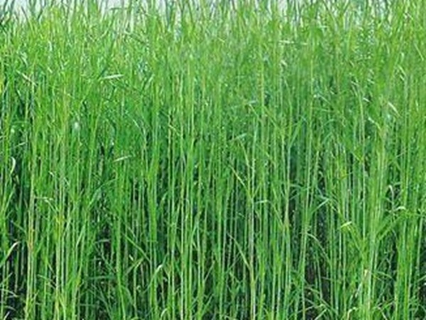 牧草要怎么種植比較好，有什么好的方法？