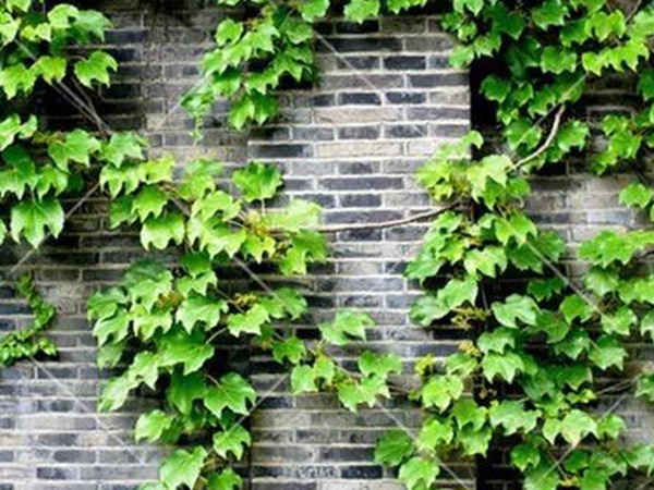 「爬山虎」的種植方法，有什么種植要求？